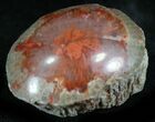 Pennsylvanian Aged Red Agatized Horn Coral - Utah #26372-1